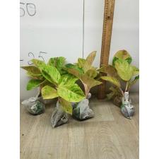 Aglaonema anklet gold/ Gamlai Thong A-87