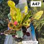 Codeium A47 Set tee jom thong