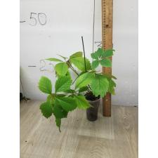 Parthenocissus quinquefolia Пятилисточковый девичий виноград