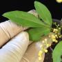 Aglaia odorata (Giant leaf)(clone B)(long leaf).