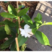 Wrightia antidysenterica (Double flower)