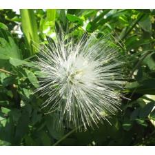 Calliandra haematophala (white flower) 21A