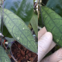 Hoya sp.774 (aff. finlaysonii)(#774