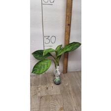 Aglaonema Army God A-76 Уценка