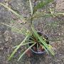 Hoya insularis (957)