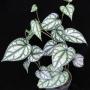 Piper croceum 'Frost Bite'