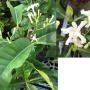 Tabernaemontana White Star.