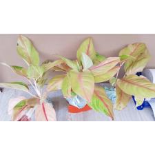 Aglaonema NEW -7 sour sweet