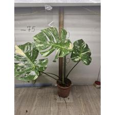 Monstera deliciosa Thai Constellation 3+ pot