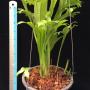 Polypodium polycarpon cv. Grandiceps