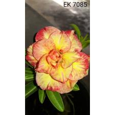 Adenium EK 7085 адениум