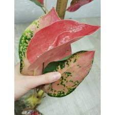 Aglaonema Suksom yellow A-146