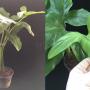 Philodendron sp.(T19) Ecuador