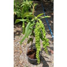 Phyllodium longipes 204