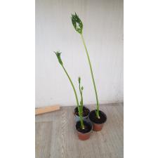 Tacca leontopetaloides 850p