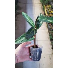 Stromanthe sanguinea Magic Star