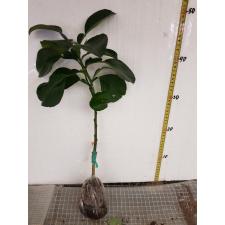 Citrus maxima (red and oval fruit) Vietnam (grafted)