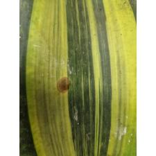 Sansevieria masoniana variegata (T05)(USA clone) с дефектом