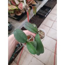 Фаленопсис I-Hsin “Фантастик Перл” №510 / Phal. I-Hsin Fantastic Pearl '510' 1,7" B9