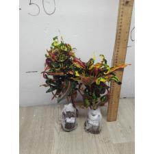 Codiaeum B-6 Elephish